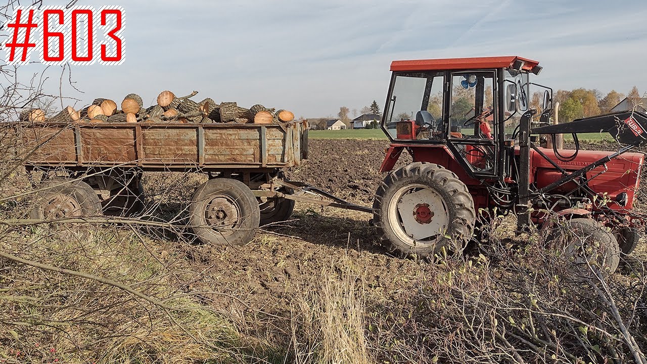 Wycinka drzew na polu, Stihl MS-250 i T-25, Obalanie i cięcie olchy #603