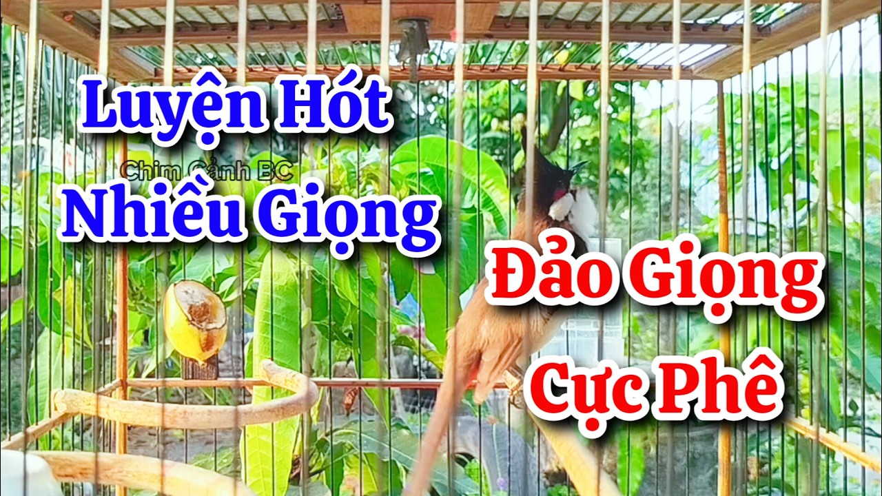 chào mào hót sáng kích bổi - luyện giọng hay ép bổi sổ bọng và căng lửa - chào mào hót đấu