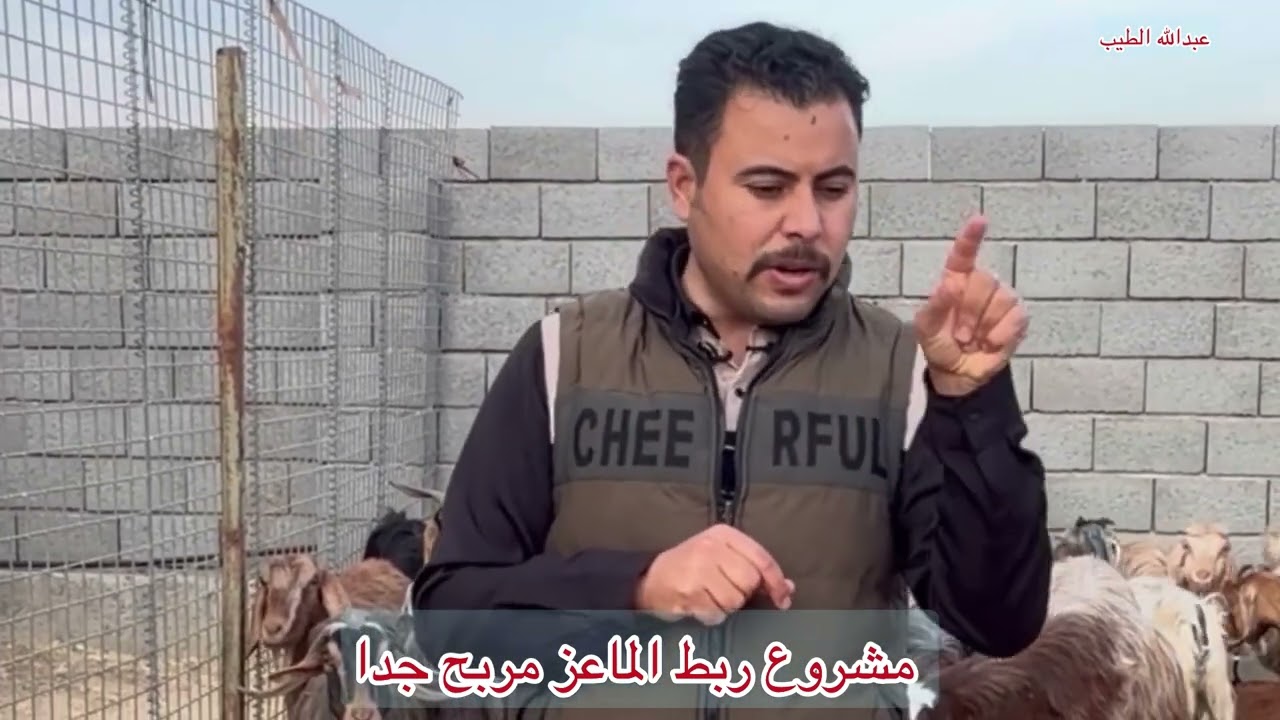 مشروع ربط الماعز مربح جدا 