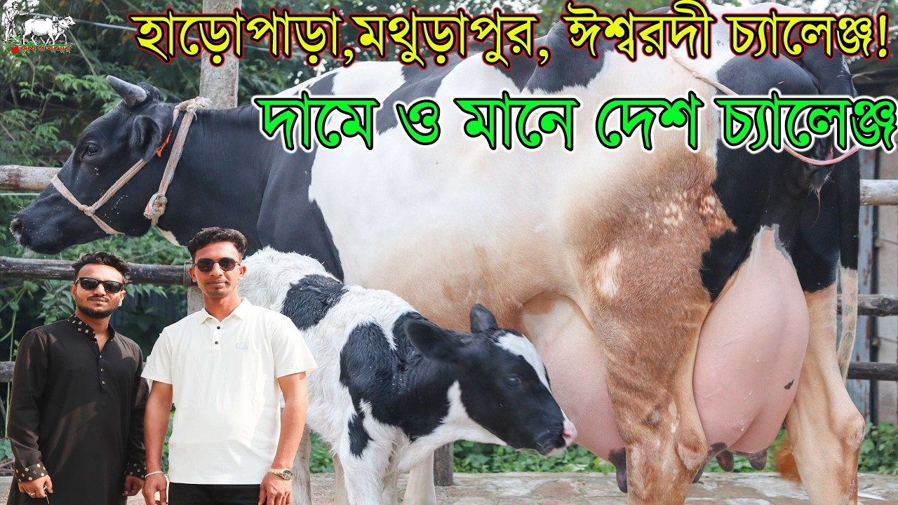 সারা দেশের সব ব্যবসায়ীদের চ্যালেঞ্জ দামে গাভীর প্রতিবেদন। এত কমদামে এত ভালো মানের গাভী আর পাবেন না!