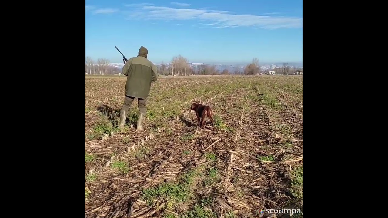 TITAN: Setter Irlandese in ferma