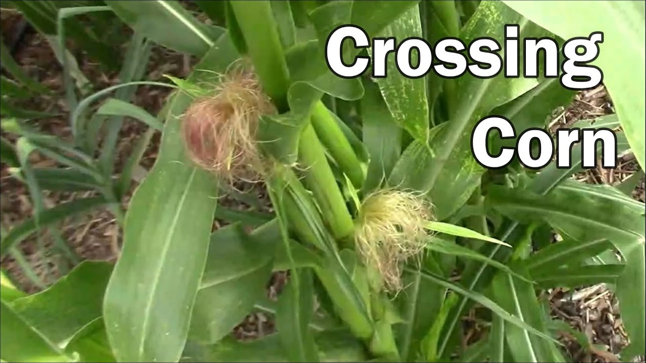 Making A Corn Cross The Easy Way - Grow 2 Types But Only Have 1 Cross