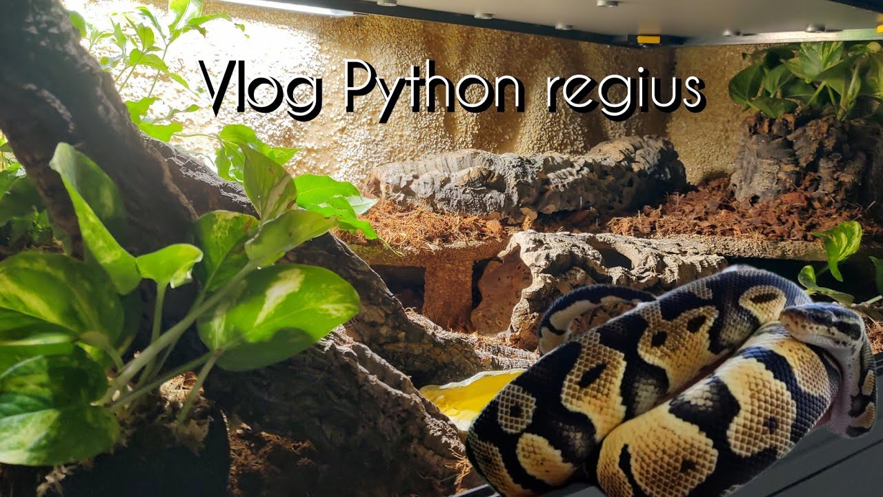 Königspython Terrarium einrichten