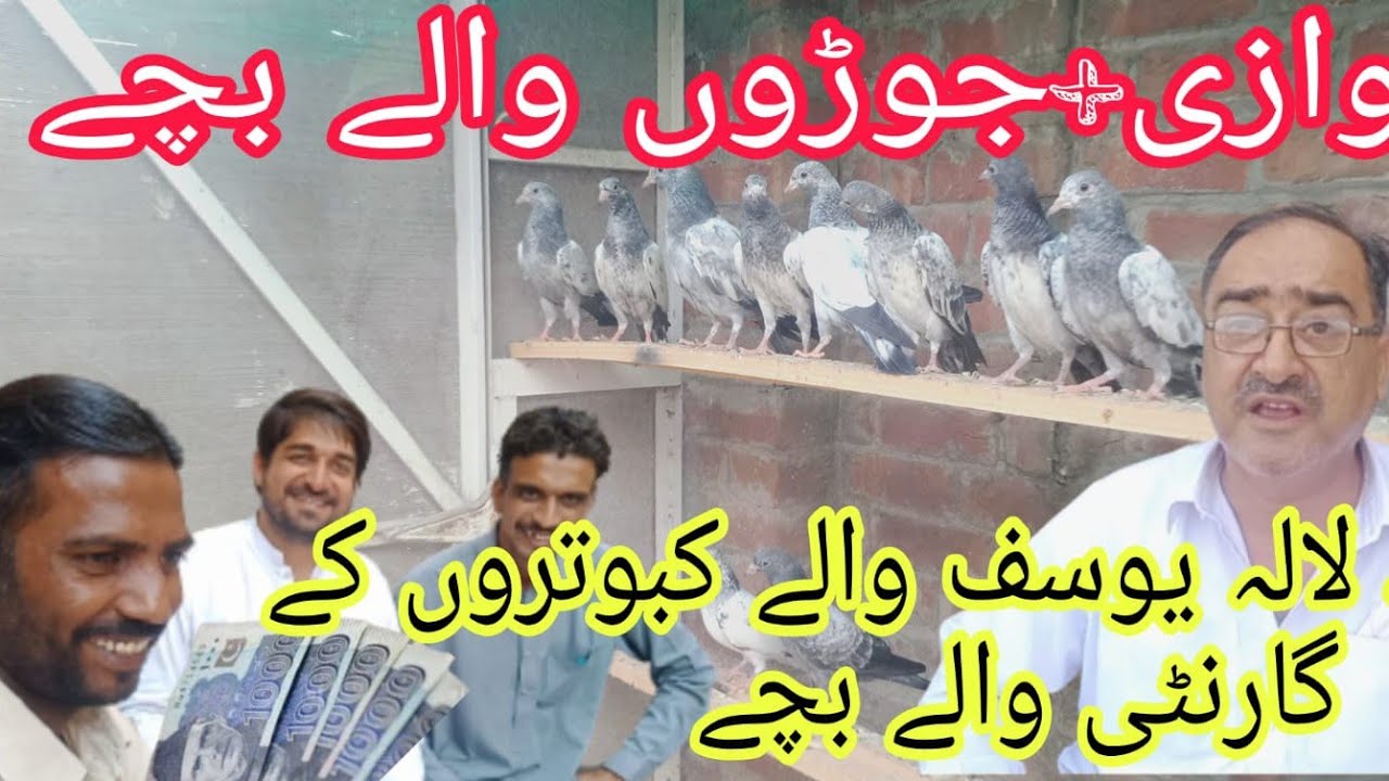ustad lala yousaf waly kabotaron k pure bachy 03237988919
