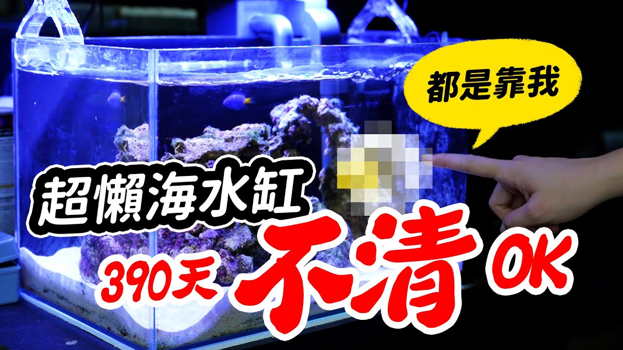 海水缸不管他也能活的關鍵！一年只需清一次的海水魚缸Only needs to be cleaned once a year! The key to keeping  saltwater tank!
