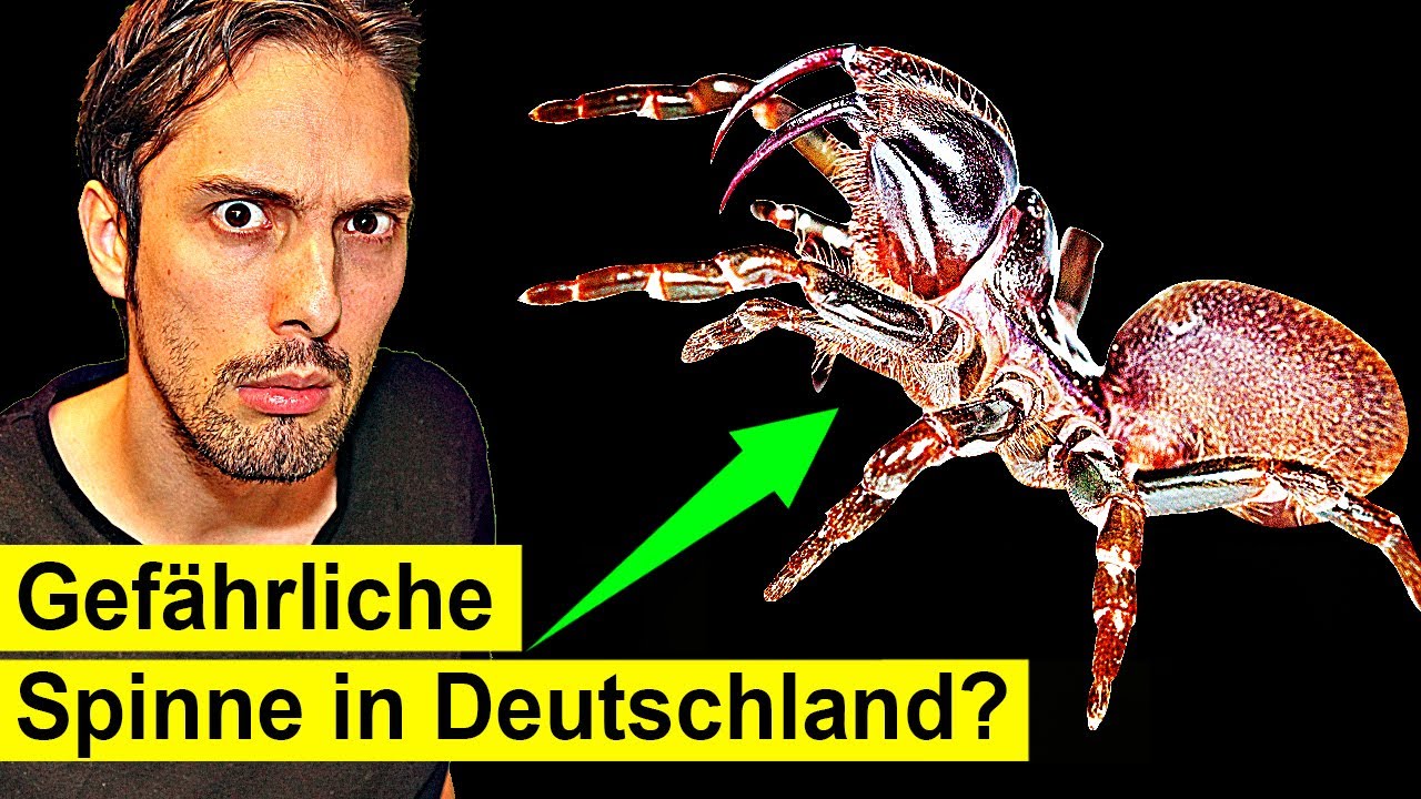 Hoch-giftige Spinne Pl&ouml;tzlich in Deutschland, an H&auml;usern?