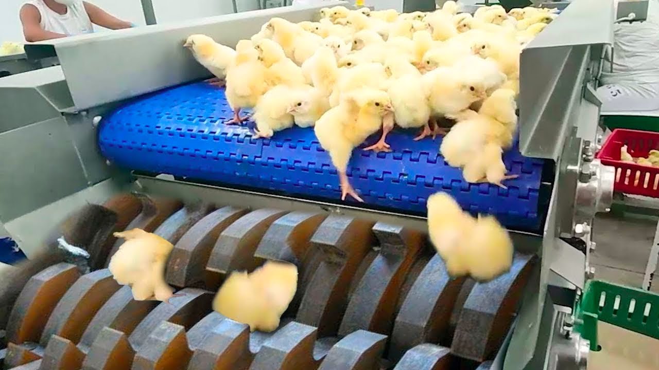 Chicken Egg Incubation Technology - Broiler Raising Method & Process - Poultry Processing Factory