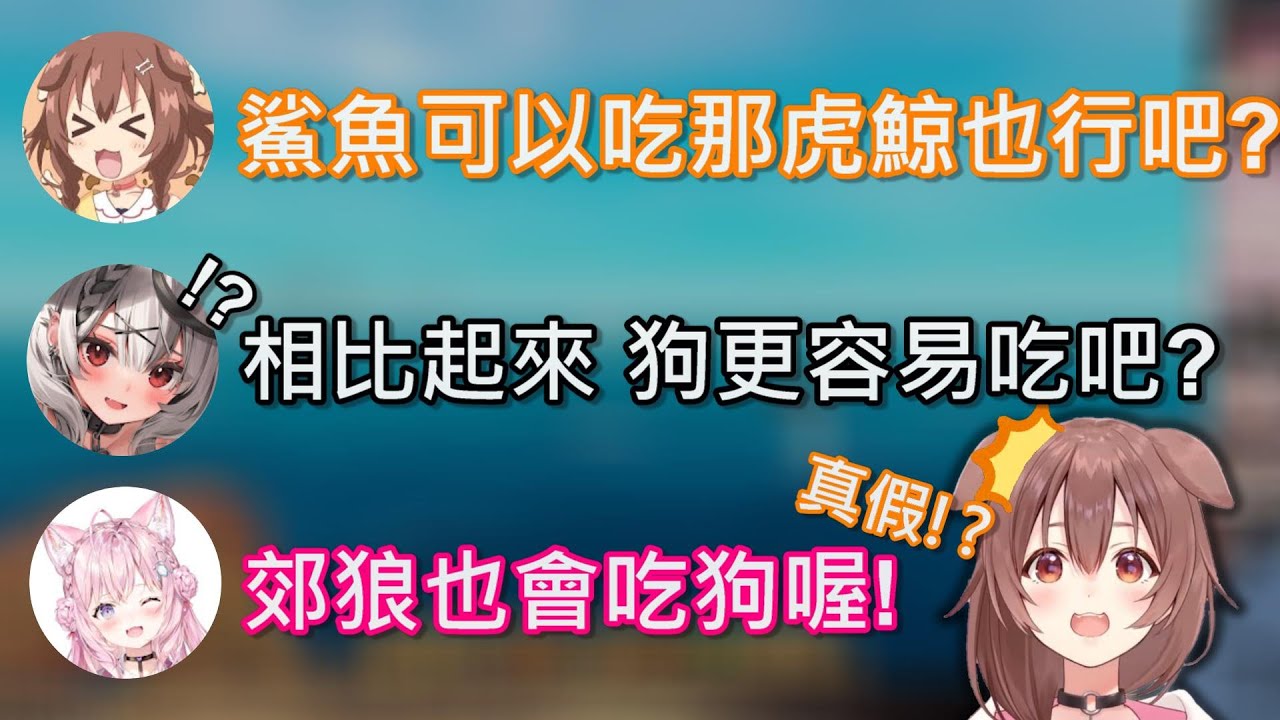 【Hololive】聽了沁音針對虎鯨的問題郊狼跳了出來 6期生聯手抗敵w【戌神沁音/戌神ころね】【宝鐘瑪琳/宝鐘マリン】【博衣こより】【沙花叉クロヱ】