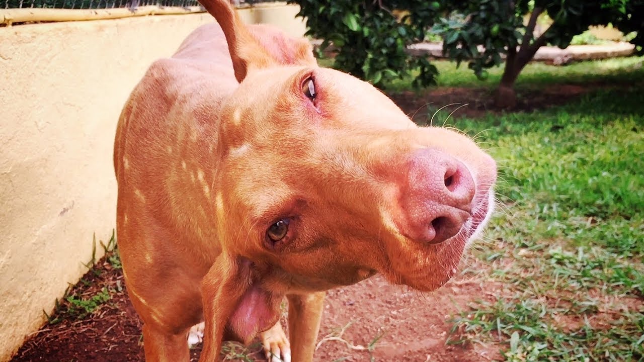 PEOPLE LAUGHED AT DOG WITH CROOKED HEAD BUT THEY WERE WRONG!