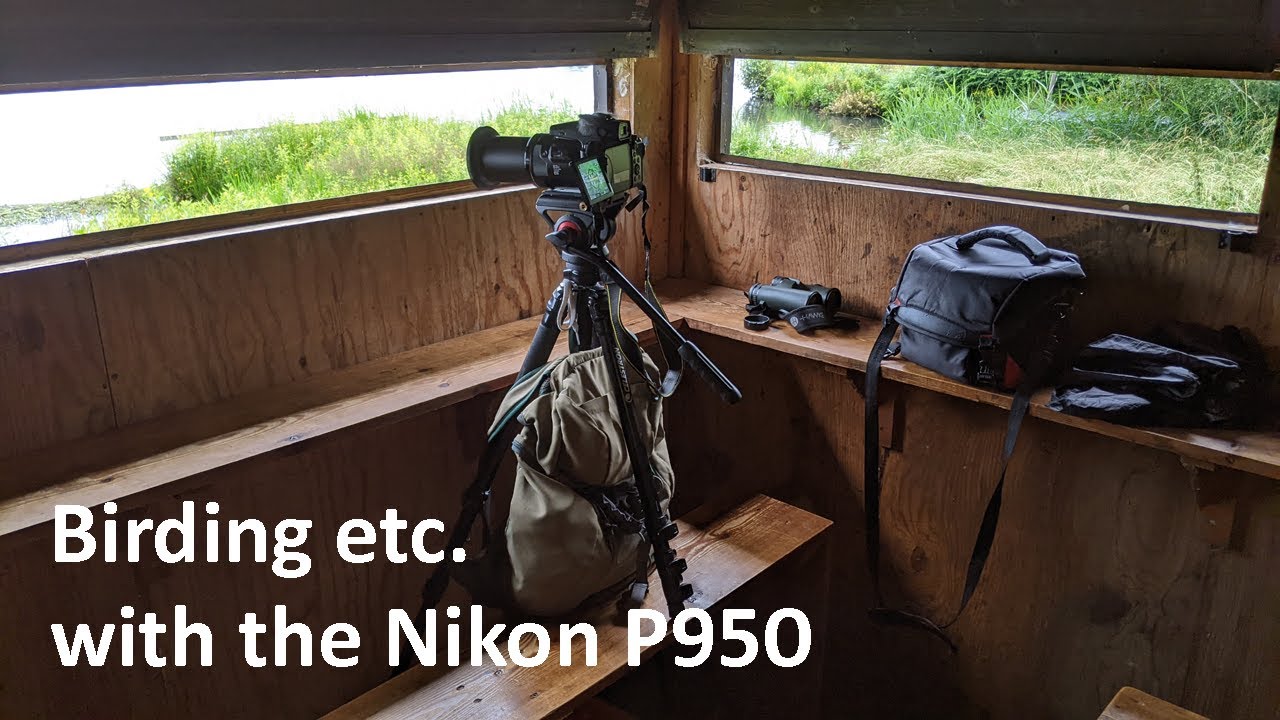 Birding etc with the Nikon P950