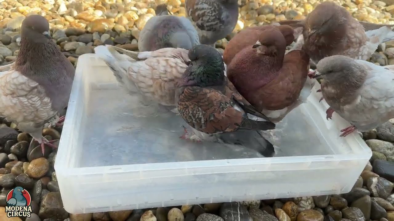 Young Pigeons' Bath Time | Modena Pigeon Breeds ⁴ᴷ