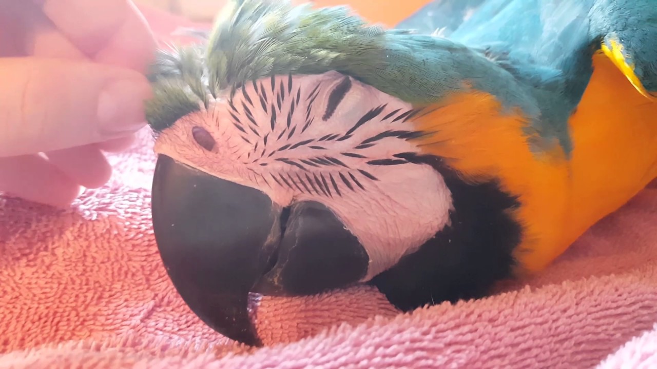 Scritches