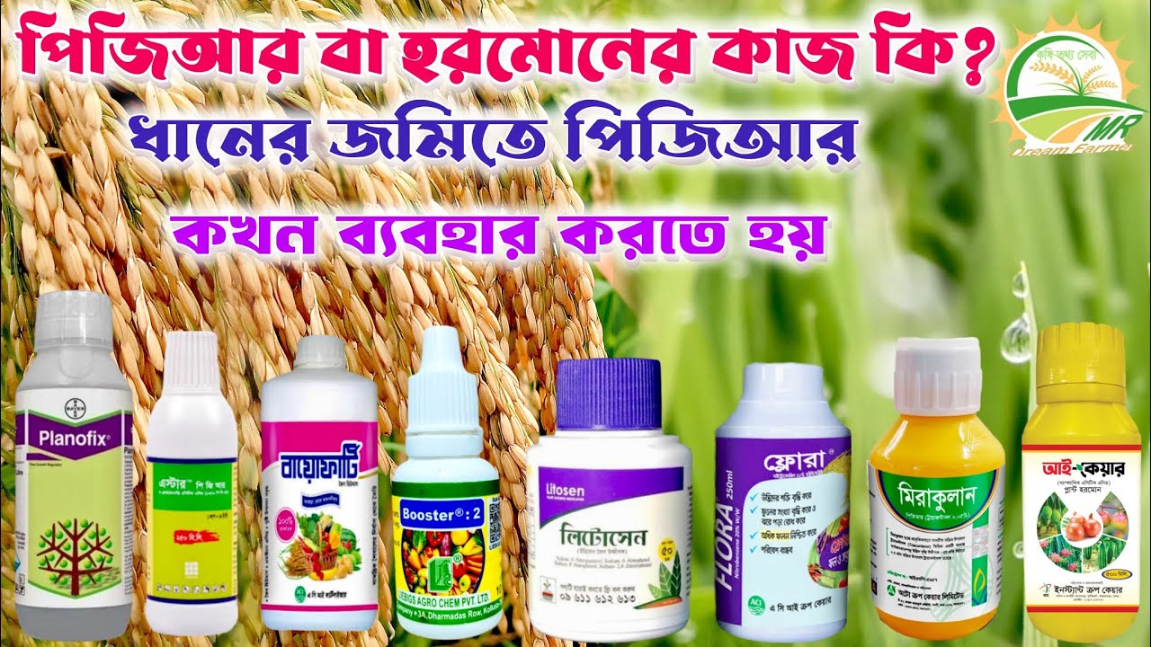 ধানের জমিতে হরমোন বা পিজিআর কি কাজ করে এবং কখন প্রয়োগ করতে হয়?