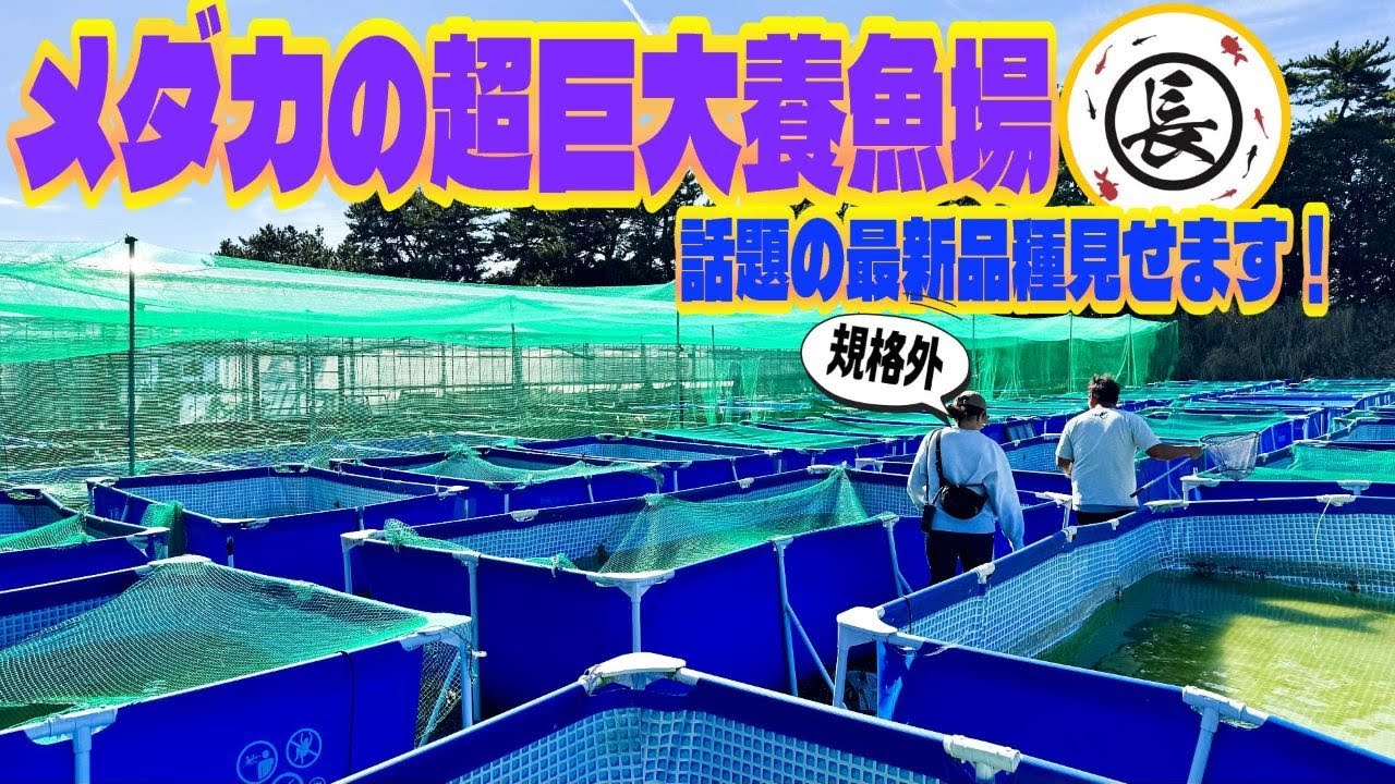 【メダカ】超巨大めだか養魚場に春が来た（最新の人気品種の〇〇と〇〇の超種親を特別にお見せ致します！）