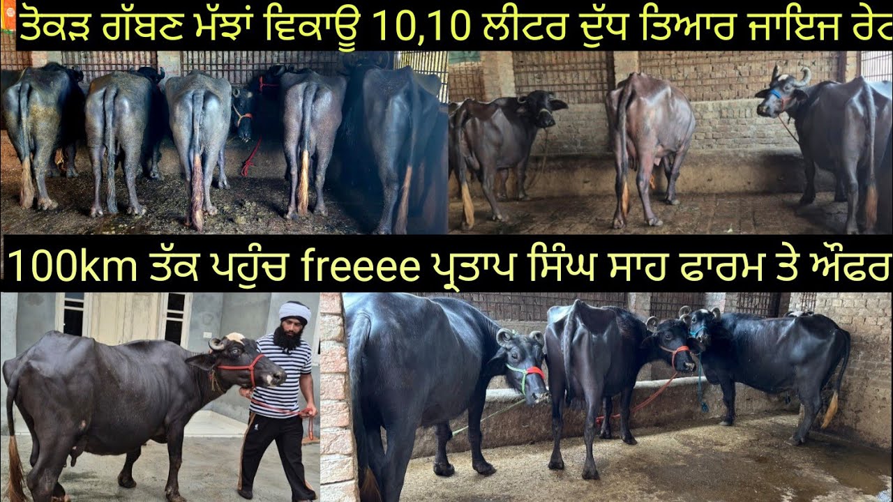 ##ਤੋਕੜ ਗੱਬਣ ਮੱਝਾਂ ਵਿਕਾਊ ਜਾਇਜ ਰੇਟ 5 buffalo for sale #best #qulity #bufflo #viralvideo #shere 