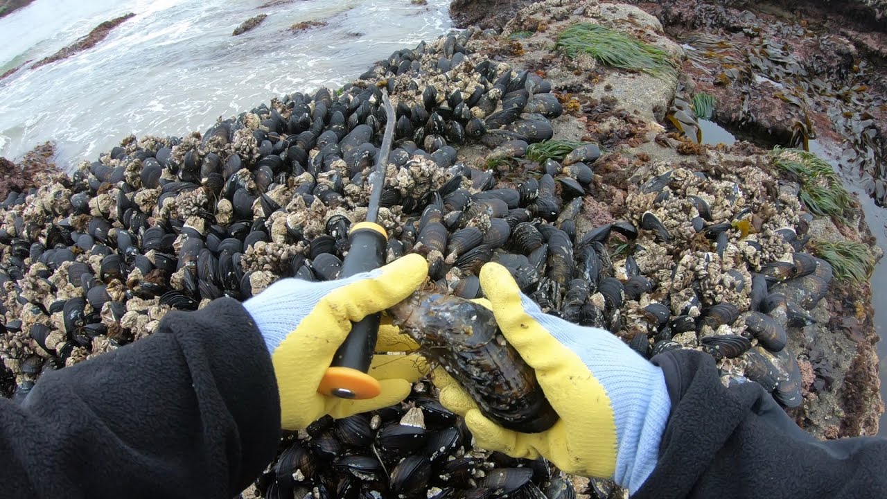Mussels Coastal Foraging Low tide - Catch N Cook