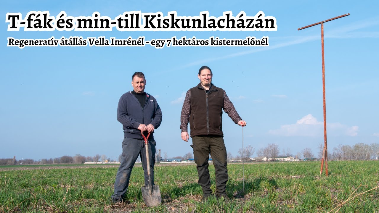 Hét hektáron szántás nélkül, de T-fákkal a no-till felé - Min-till és ragadozó madarak Vella Imrénél