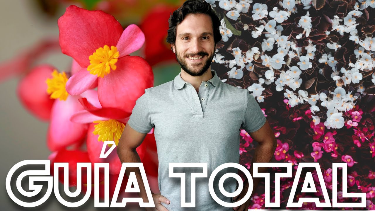 Cuidados de las BEGONIAS 🌹 Cómo Florecer Begonia elatior 🌹 Begonia Semperflorens