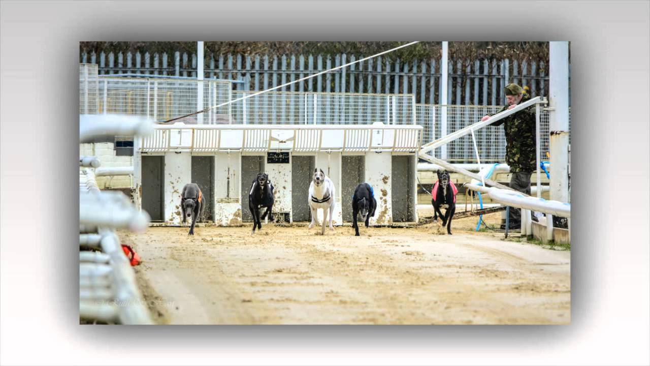 Harlow Greyhound Racing
