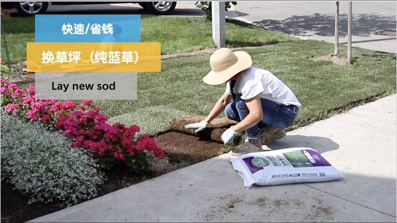 【快速换草皮】140•草坪/换草皮没有那么难，养护草坪是错误的概念，真正需要养护的是它！