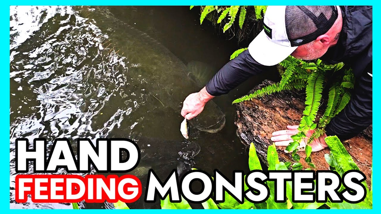 Hand feeding MONSTERS #fishing #monster #fish #thailand #video