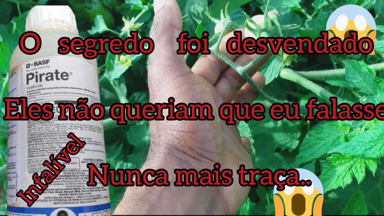 😱😱combatendo a traça do tomateiro. desvendei o segredo que muitos escondiam 😱😱😱
