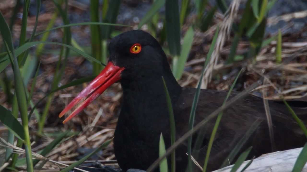 Black Oystercatcher Encounter
