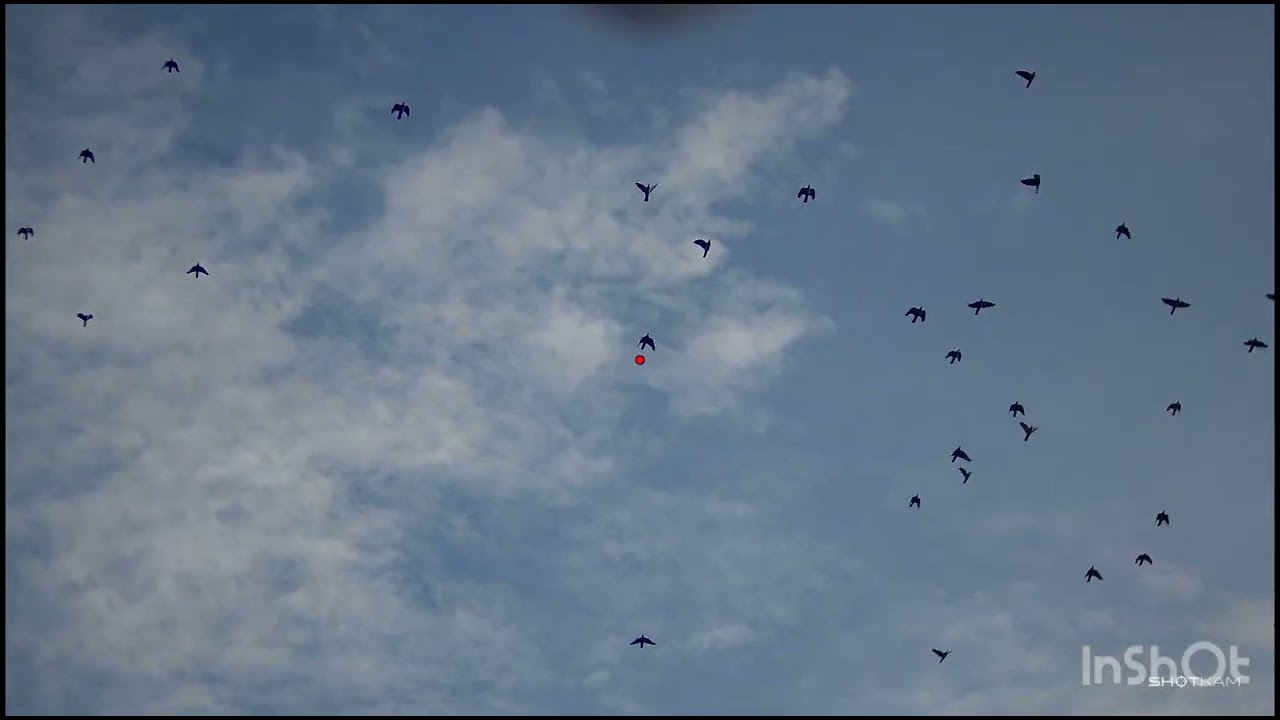 Chasse au pigeons 🐦🔥 (ShotKam ) 