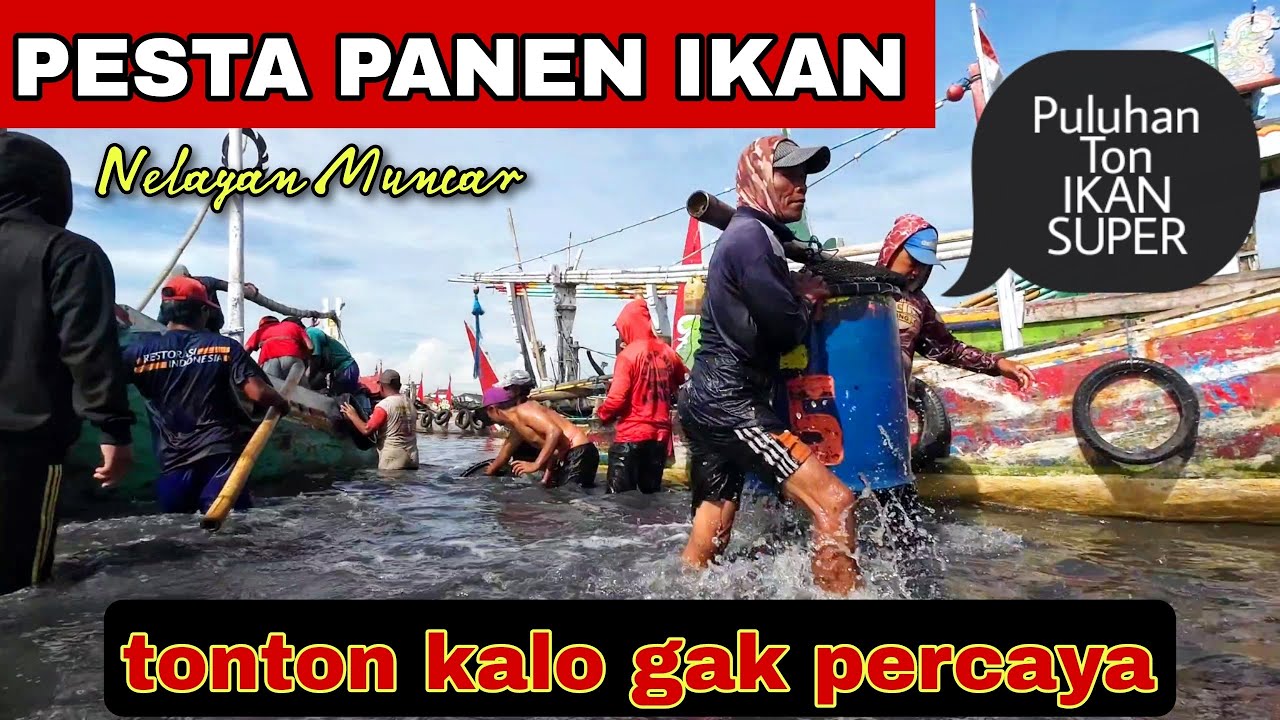 BUKTIKAN ‼️ UPDATE Nelayan Muncar PESTA PANEN IKAN TONGKOL dan IKAN MERNYING ❤️ Nelayan Indonesia