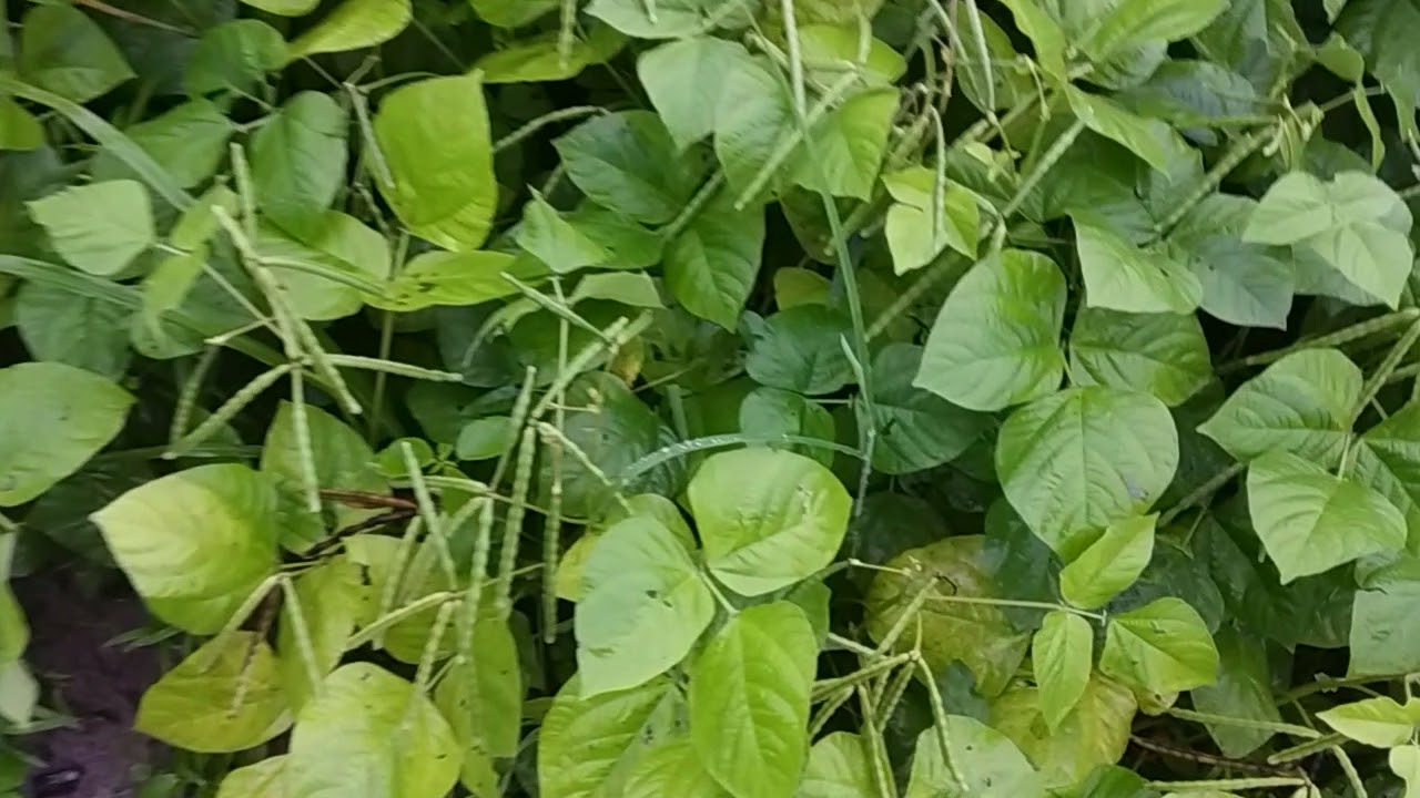 produ&ccedil;&atilde;o de feij&atilde;o mungo verde, projeto agricola de grande porte, com excesso de chuvas