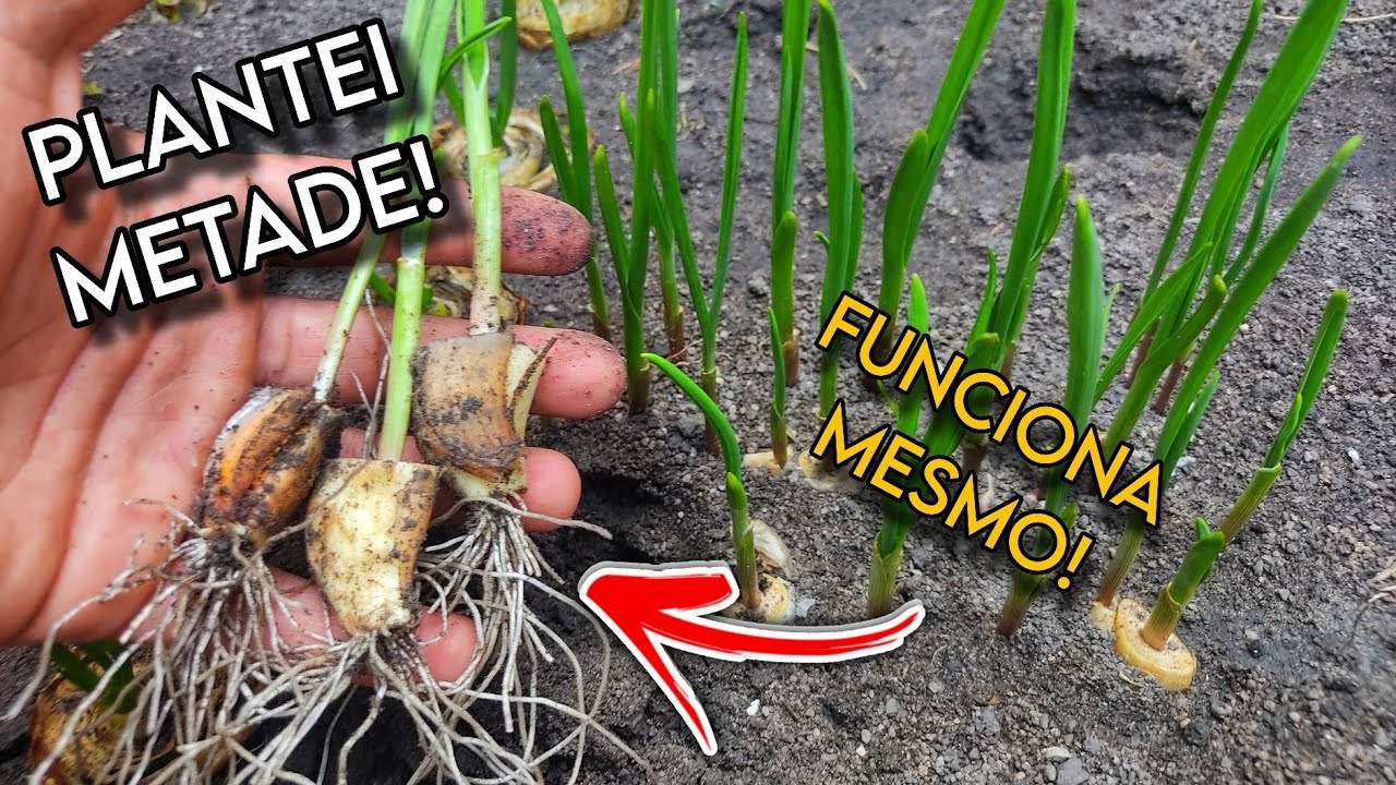 Como Plantar Alho em Casa e Usar as Folhas na Cozinha - Plantar Metade do Alho