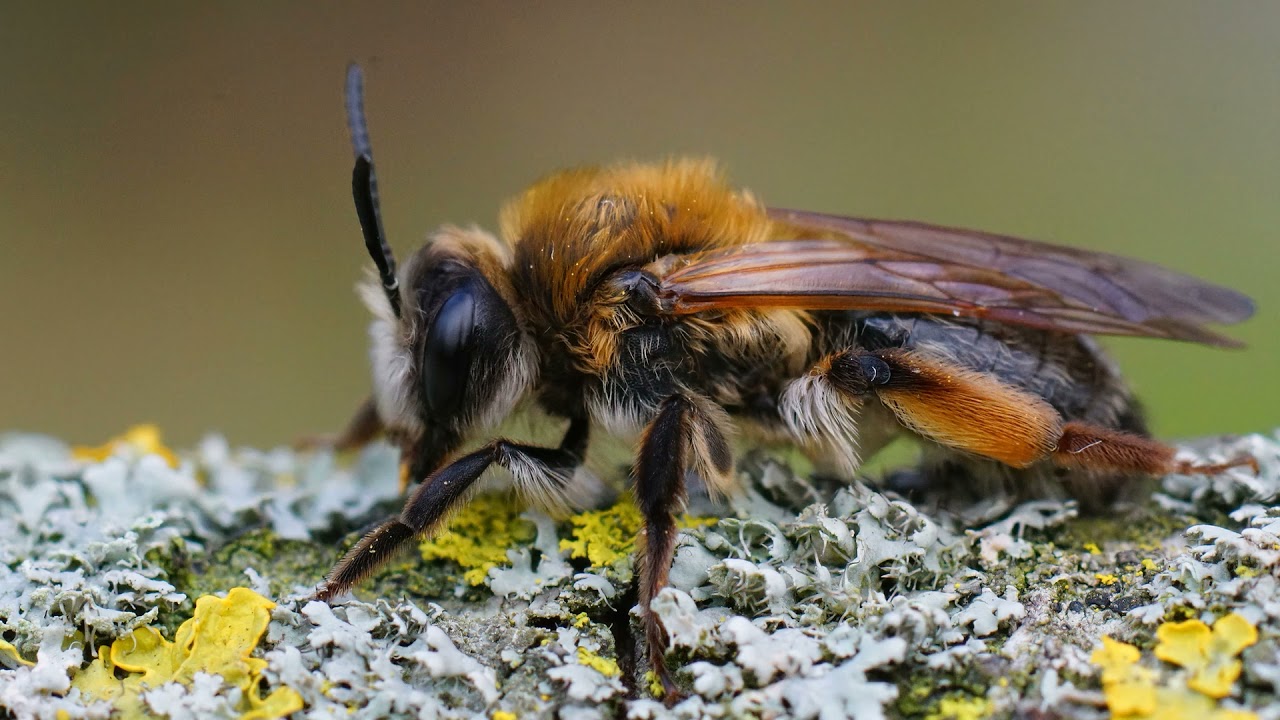 Sabbath-Keeping Bees & Sabbath Instinct
