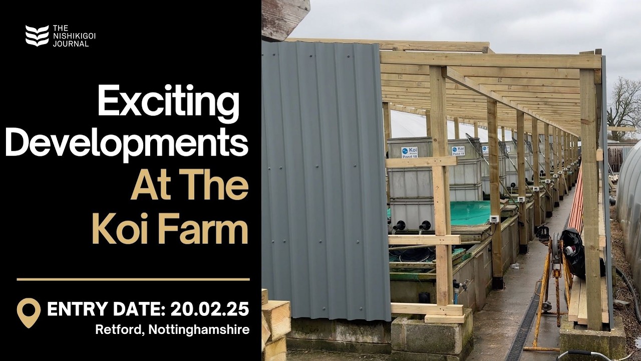 What’s New at the Koi Farm? Sorting, Growth & Facility Progress | T.N.J. | EP #080