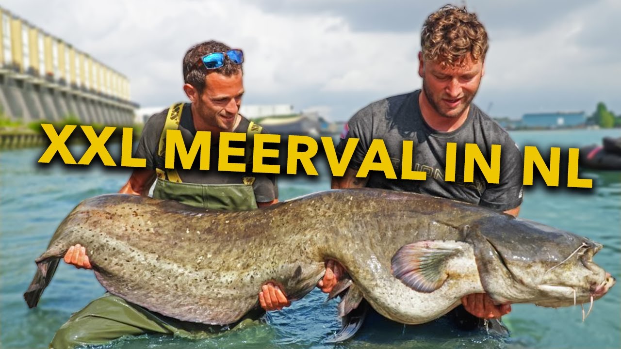 Vissen groter dan wij mensen – Meerval van ruim 2 meter in Rotterdam