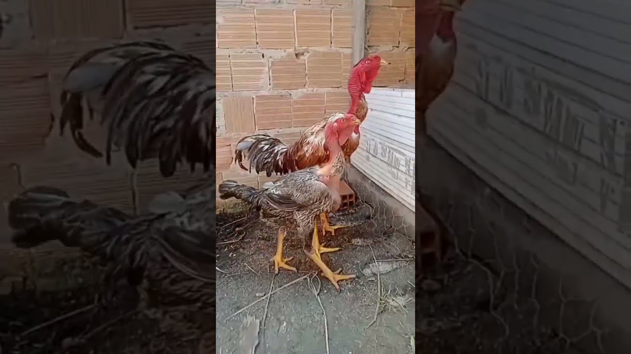 galinha polaco gigante x galo polaco gigante ( cruzamento de gigante).