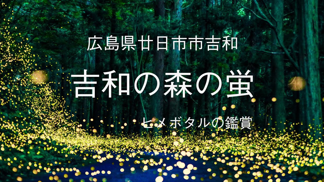 吉和の森でヒメボタルの観測 　（広島県廿日市市吉和 ）