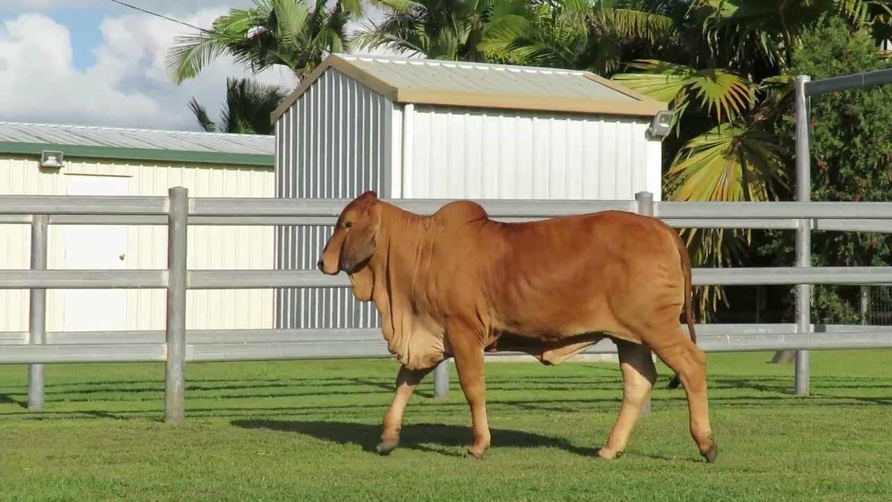 LOT 39   Females of the Future Sale 2022