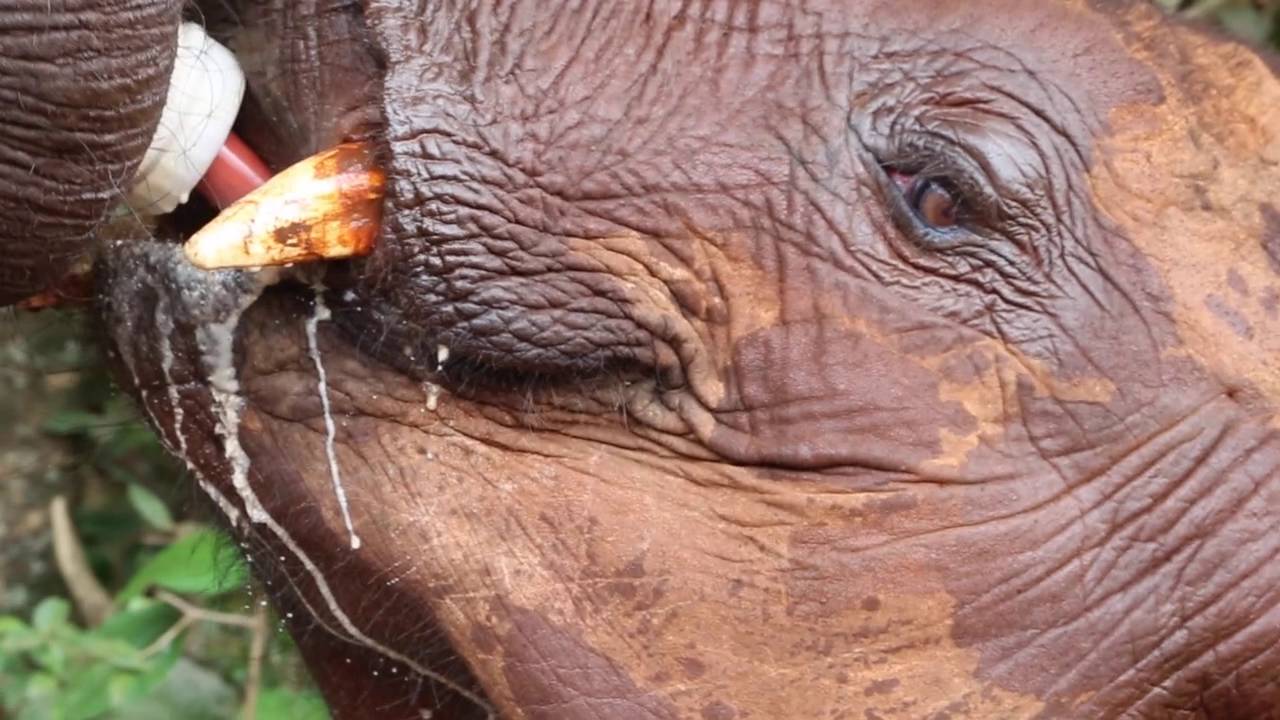 Behind the Scenes at the DSWT Nursery | Sheldrick Trust
