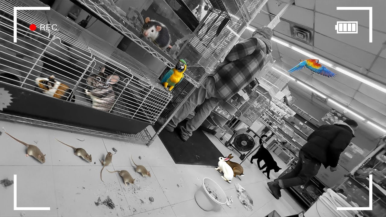 I went undercover at a Petstore.