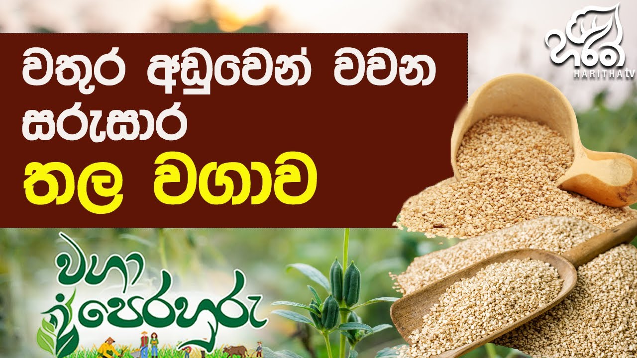 වියදම් අඩුවෙන් කරන තල වගාව | Haritha Tv | Waga Perahuru | Thala wagawa