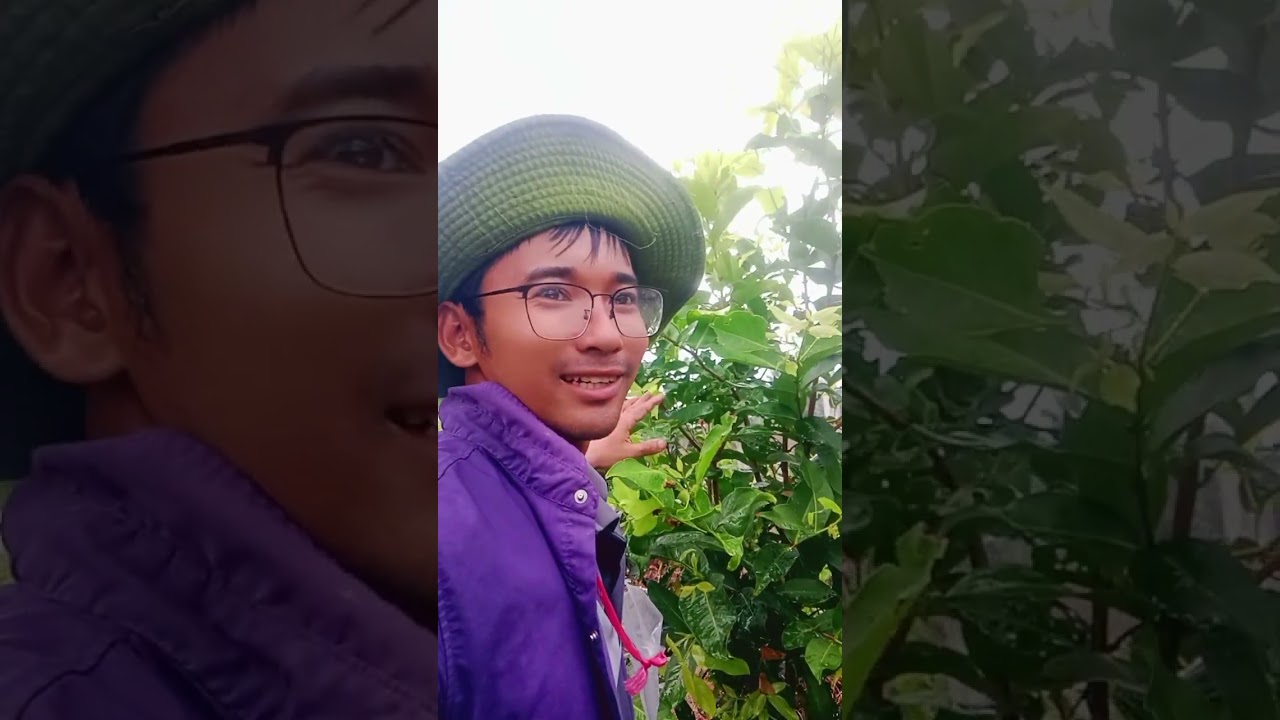 Tải tạo mận MST sang mận nước hoa . 