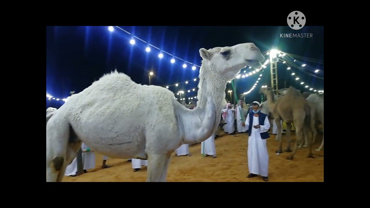 تغطية حراج الإبل الكبير في عنيزه الجمعه مساء 25/9/1442