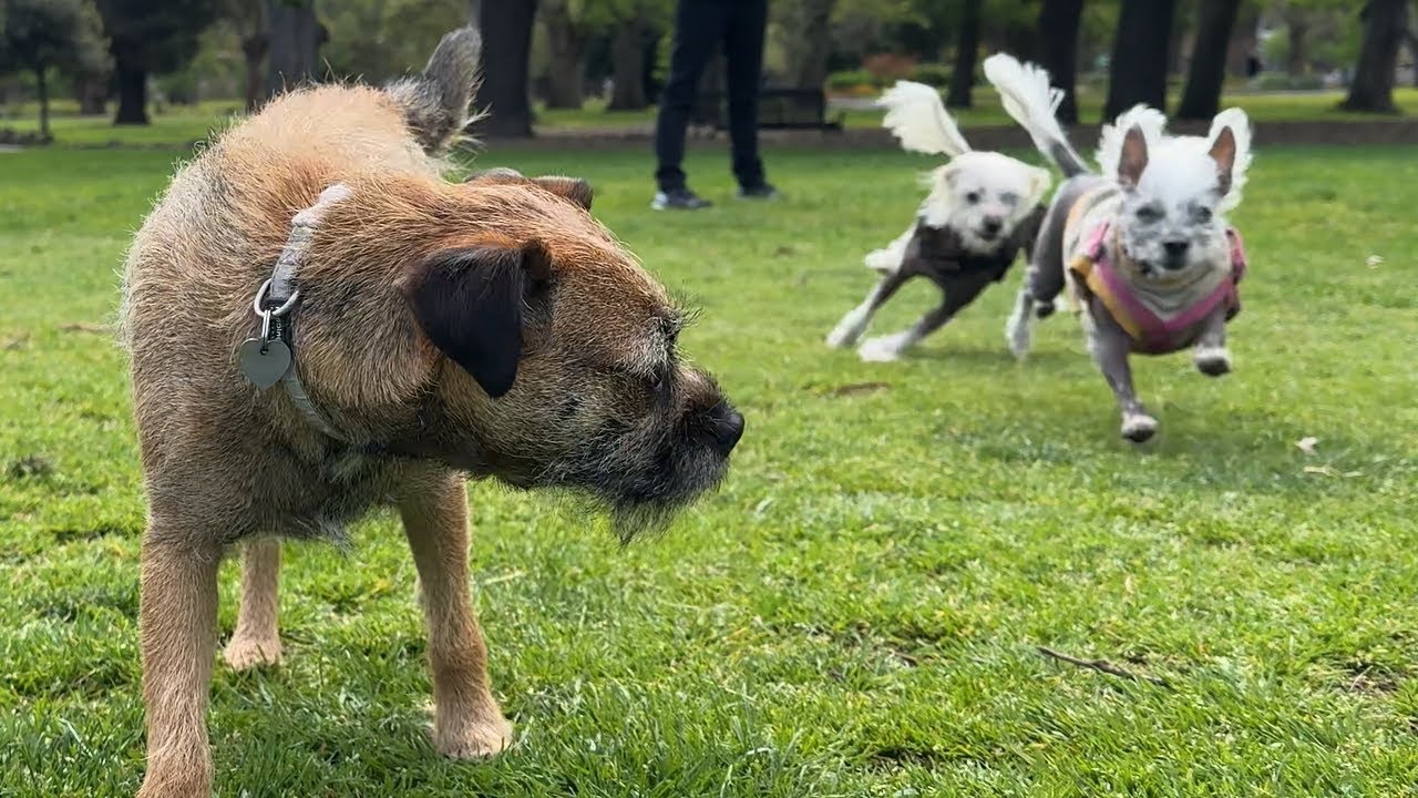 Family Reunion 🐶 🐶