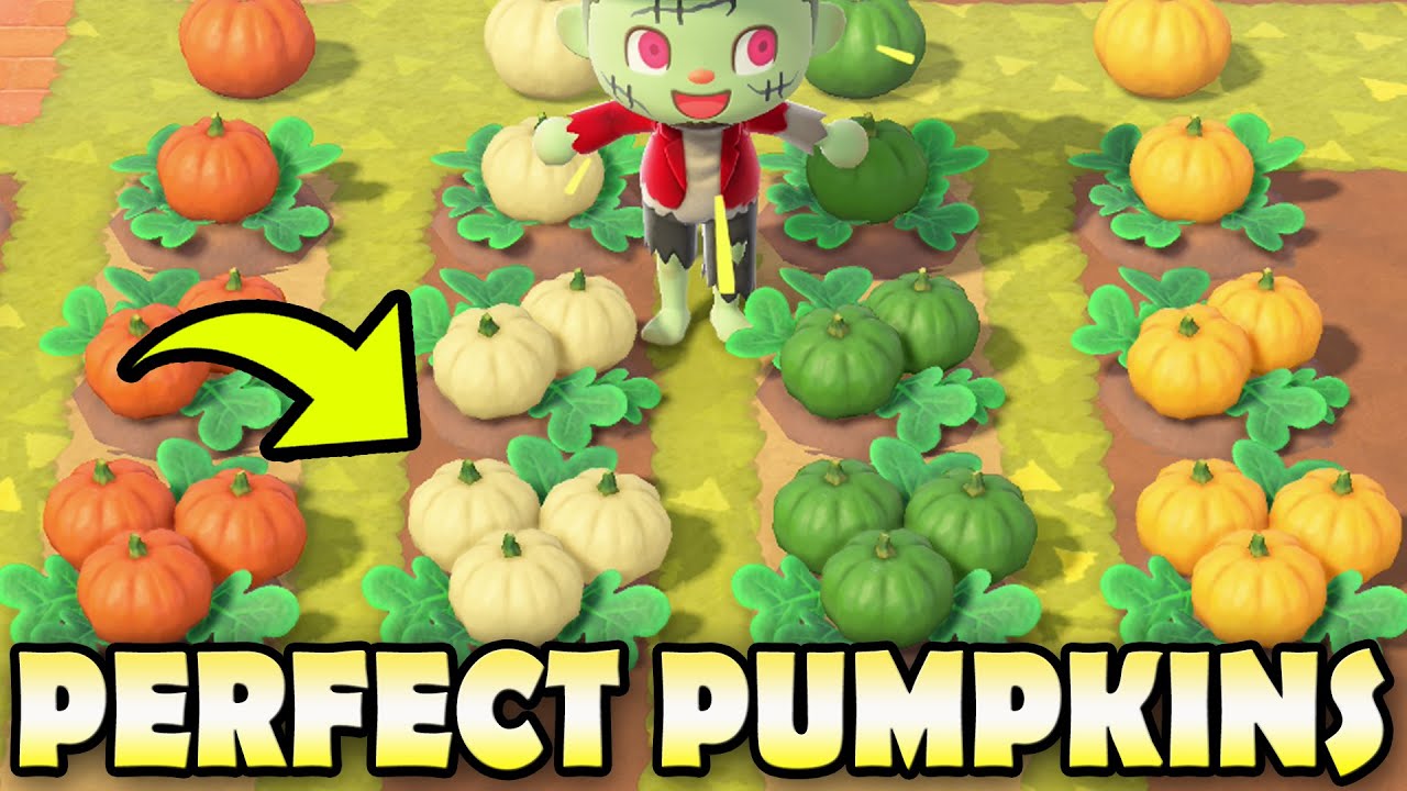 🎃 20 ФАКТОВ О ТЫКВАХ и как создать ИДЕАЛЬНУЮ тыквенную грядку в Animal Crossing New Horizons!