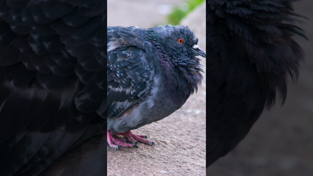 CARA MENGOBATI MERPATI YANG KURUS #merpatibalap #shorts #merpatikolong