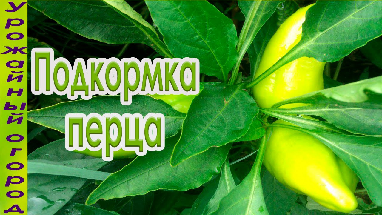 ПОДКОРМКИ ПЕРЦА ВО ВРЕМЯ ПЛОДОНОШЕНИЯ !