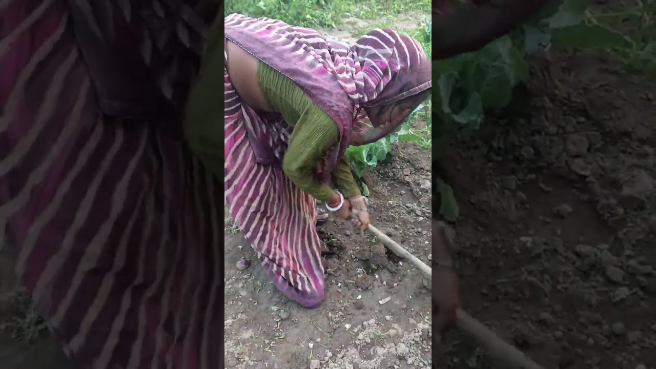 Hamara desi garden 🏡#viralvideo #yotube #longvideo #farmer #farming #vegetables #home #garden 