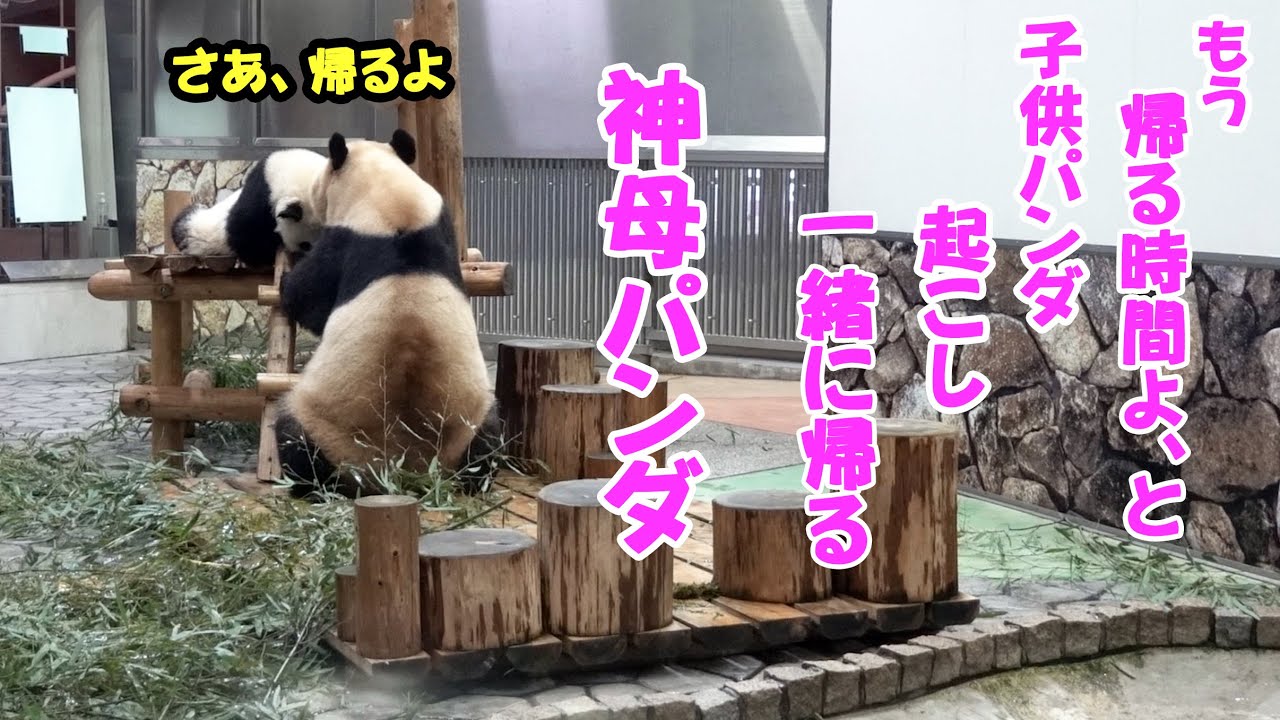 これはもう神パンダ、良浜が帰る時間近づき2度にわたり楓浜を起こしに行く