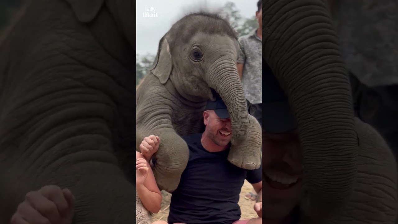 Baby elephant tries to get a 'piggyback'