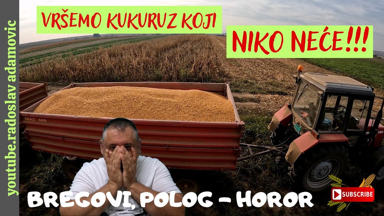 VRŠEMO KUKURUZ KOJI NIKO NEĆE!!! BREGOVI, POLOG-HOROR ; WE ARE HARVESTING CORN THAT NO ONE NEEDS!!!